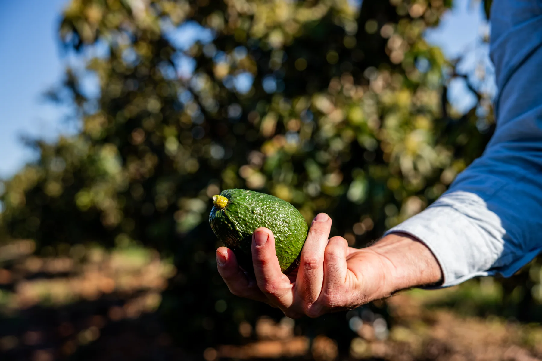 Agricultor de Evocado sosteniendo un aguacate madurado en el árbol, Torrent, Valencia