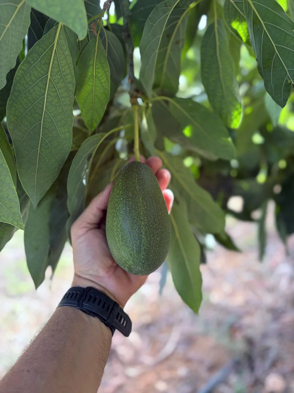 Aguacate Bacon Evocado
