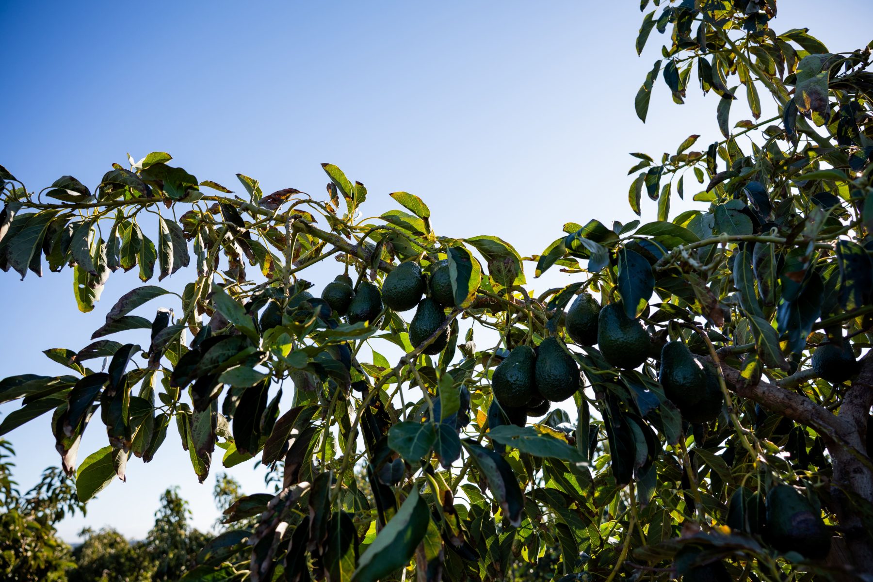 Aguacates Evocado madurando en el árbol