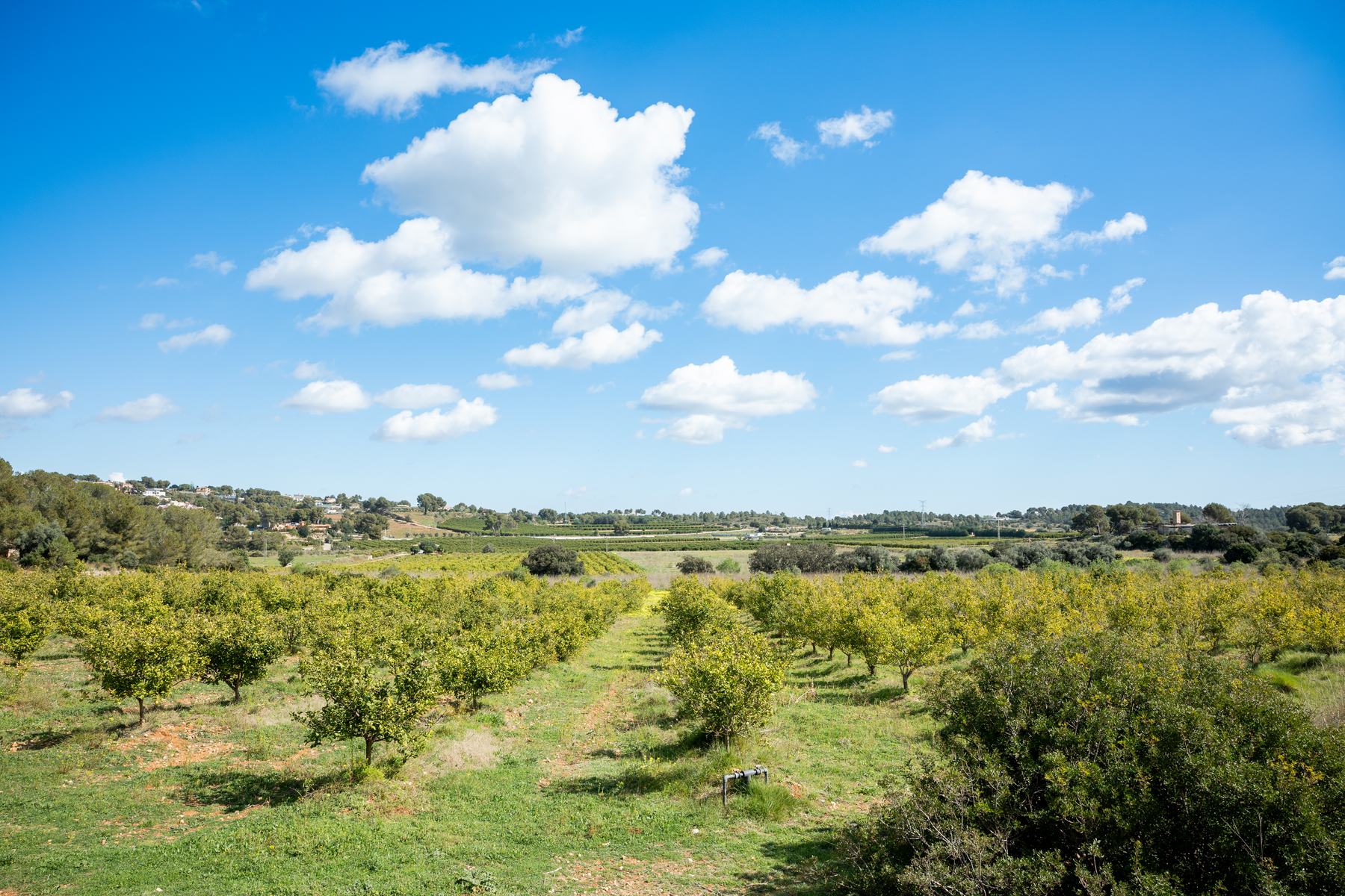 Campos de cítricos y aguacates de Evocado en Torrent
