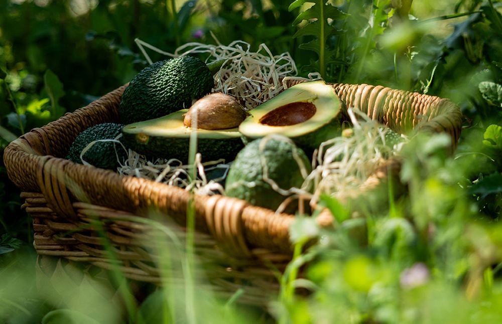 Cesta de aguacates mediterráneos Evocado recién recolectados