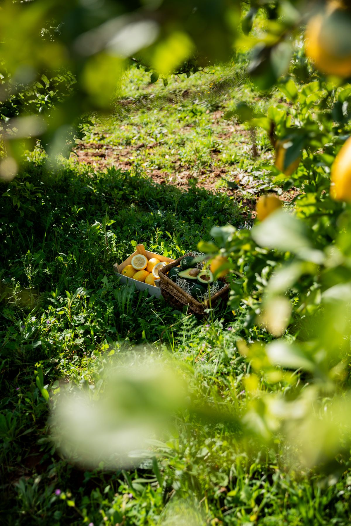 Cesta de limones y aguacates de Evocado entre los cultivos de Torrent