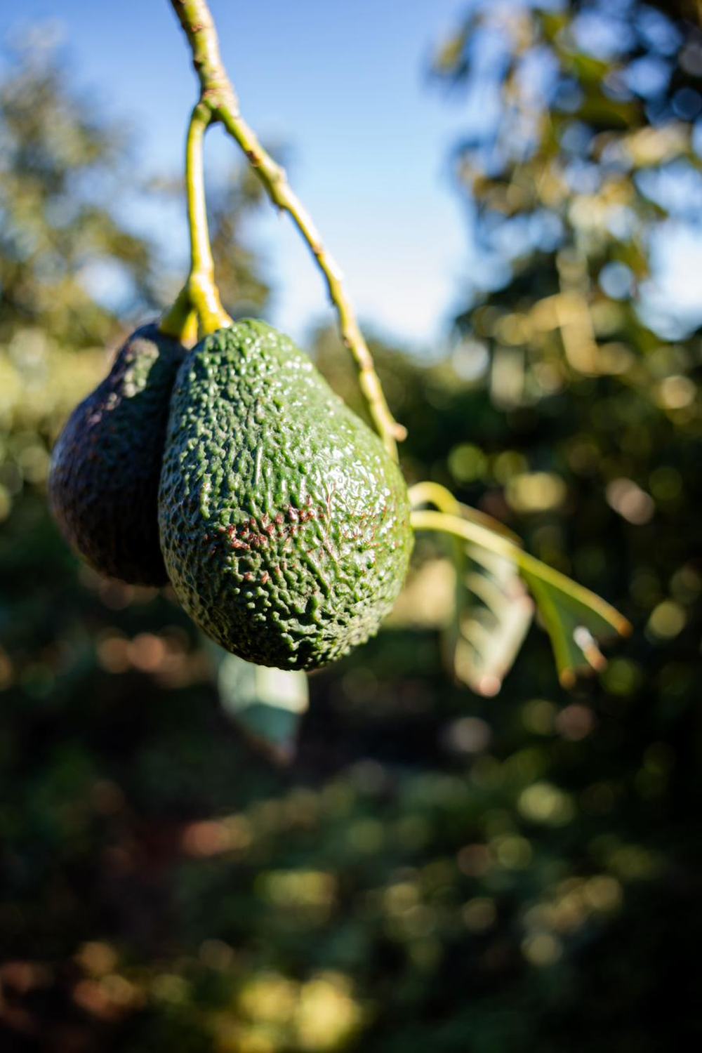 Aguacate mediterráneo Evocado cultivado en Valencia